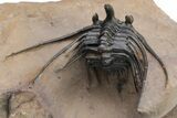 Kettneraspis Trilobite With Long Occipital - Lghaft, Morocco #226080-4